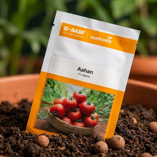 BASF_Nunhems_Aahan_F1_Hybrid_Tomato_Seeds