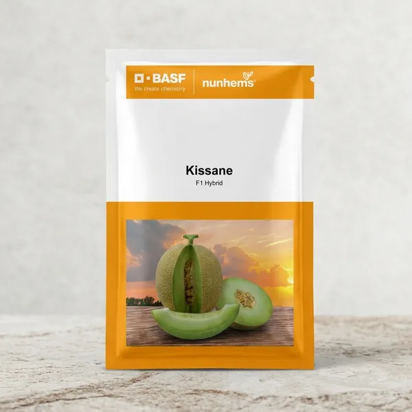 Kissane_F1_Hybrid_Muskmelon_Seeds_by_BASF_Nunhems