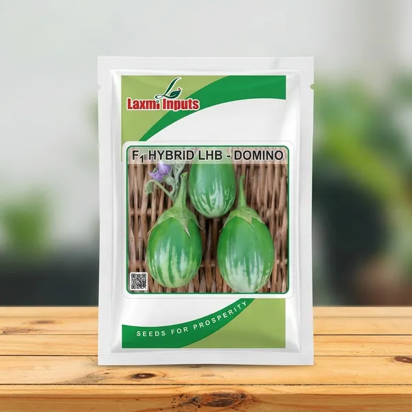 F1_Hybrid_LHB_Domino_Brinjal_Seeds_by_Laxmi_Inputs
