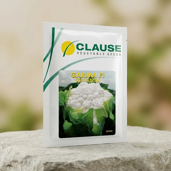 GARIMA_F1_(CLX_33256)_-_Premium_Cauliflower_Seeds_by_Clause_Vegetable_Seeds