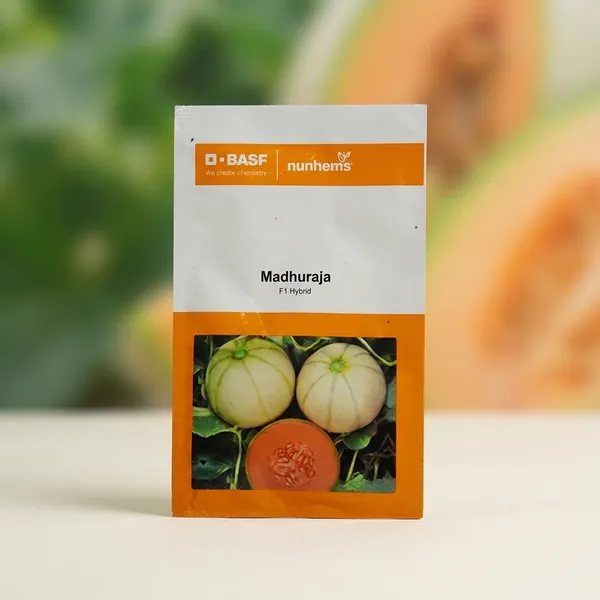 BASF_Nunhems_Madhuraja_F1_Hybrid_Muskmelon_Seeds