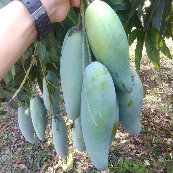 Thai_Kujai_Jai_Mango_Aam_Grafted_Fruit_Plant