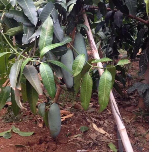 Thai_Kujai_Jai_Mango_Aam_Grafted_Fruit_Plant