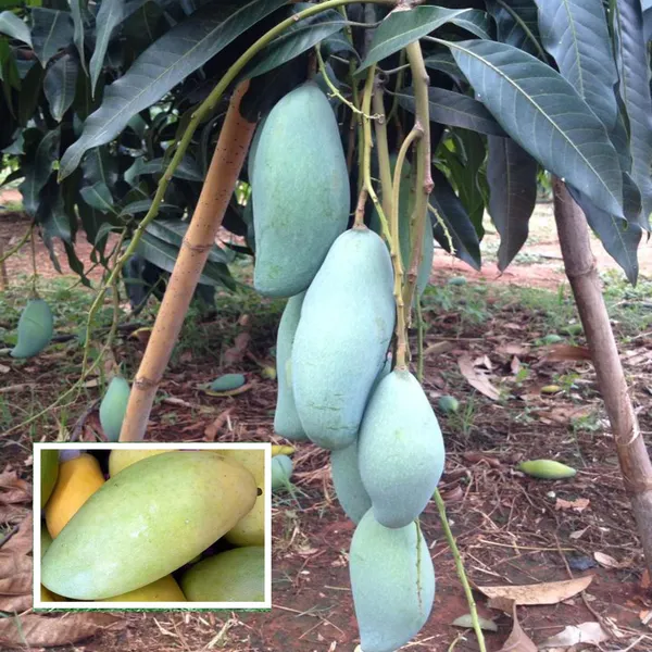 Thai_Kujai_Jai_Mango_Aam_Grafted_Fruit_Plant