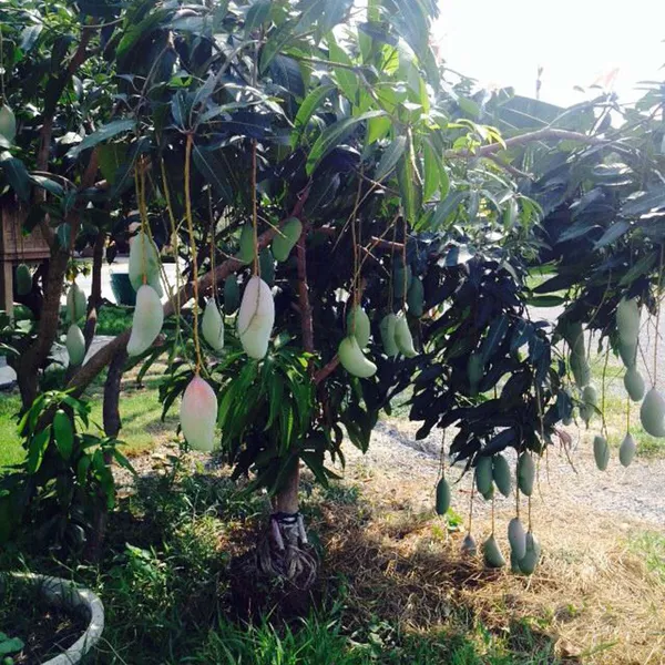 Thai_Kujai_Jai_Mango_Aam_Grafted_Fruit_Plant