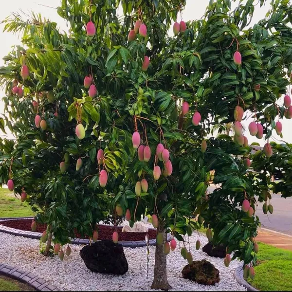 Valencia_Pride_Mango_Aam_Grafted_Fruit_Plant