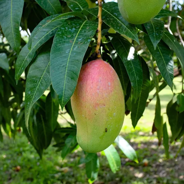 Valencia_Pride_Mango_Aam_Grafted_Fruit_Plant