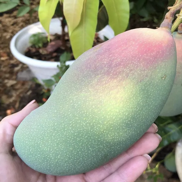 Valencia_Pride_Mango_Aam_Grafted_Fruit_Plant