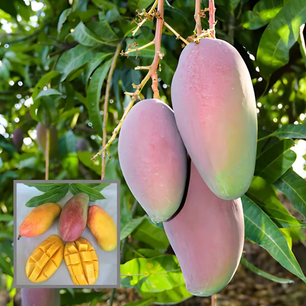 Valencia_Pride_Mango_Aam_Grafted_Fruit_Plant