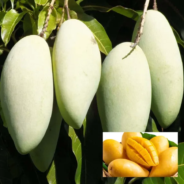 Honeydew_Mango_Aam_Grafted_Fruit_Plant