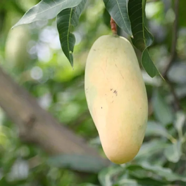 Honeydew_Mango_Aam_Grafted_Fruit_Plant