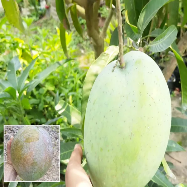 4Kg_Mango_Aam_Grafted_Fruit_Plant