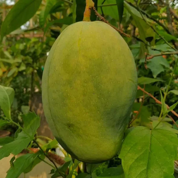 4Kg_Mango_Aam_Grafted_Fruit_Plant