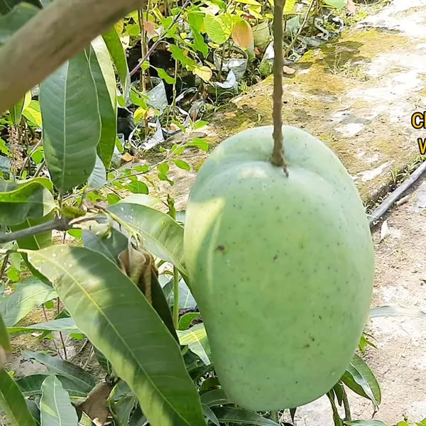 4Kg_Mango_Aam_Grafted_Fruit_Plant