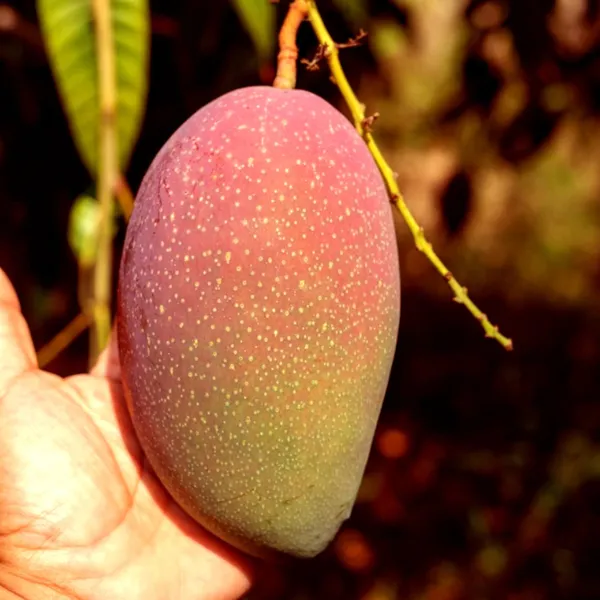 Osteen_Mango_Aam_Grafted_Fruit_Plant
