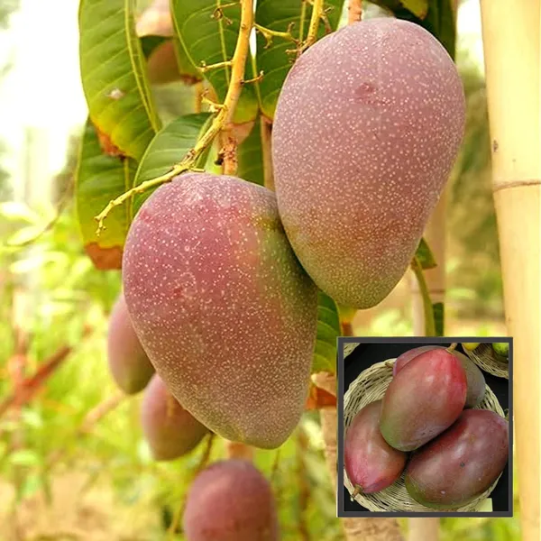 Osteen_Mango_Aam_Grafted_Fruit_Plant