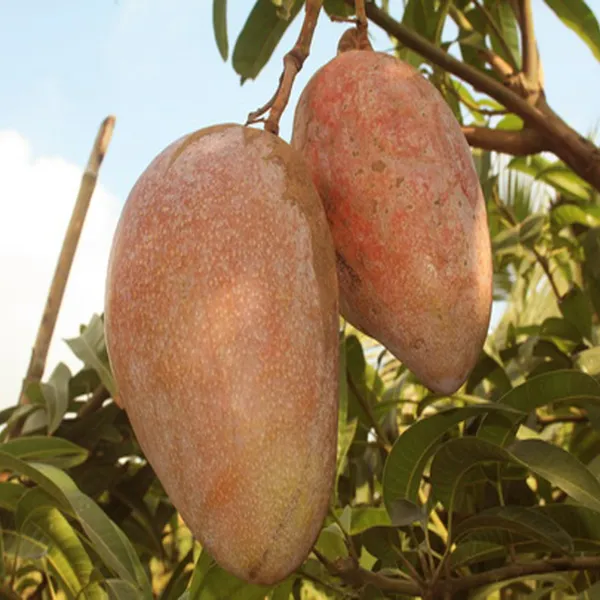 Osteen_Mango_Aam_Grafted_Fruit_Plant