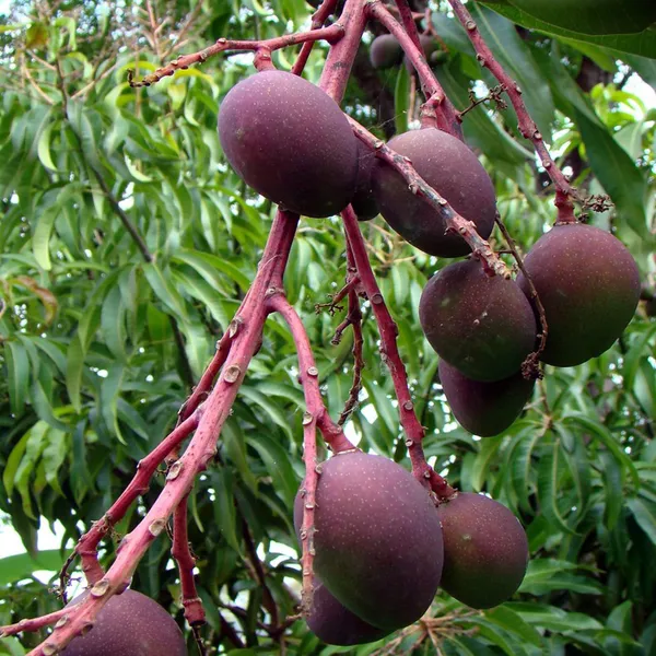 Tommy_Atkins_All_Time_Mango_Aam_Grafted_Fruit_Plant