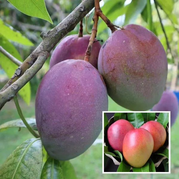 Tommy_Atkins_All_Time_Mango_Aam_Grafted_Fruit_Plant