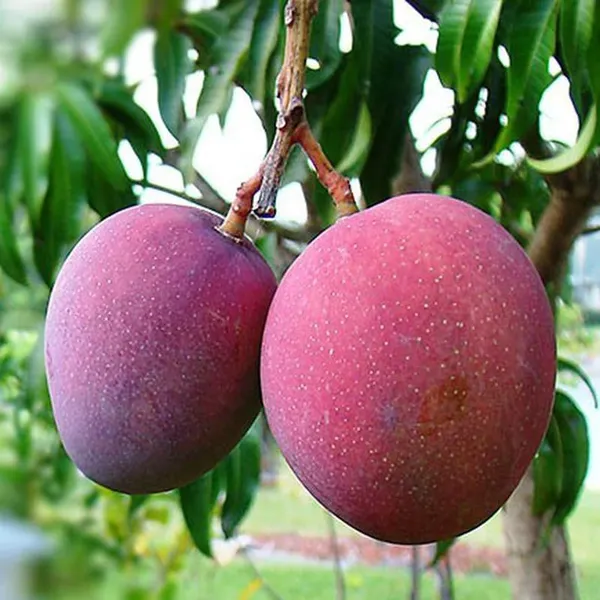 Tommy_Atkins_All_Time_Mango_Aam_Grafted_Fruit_Plant