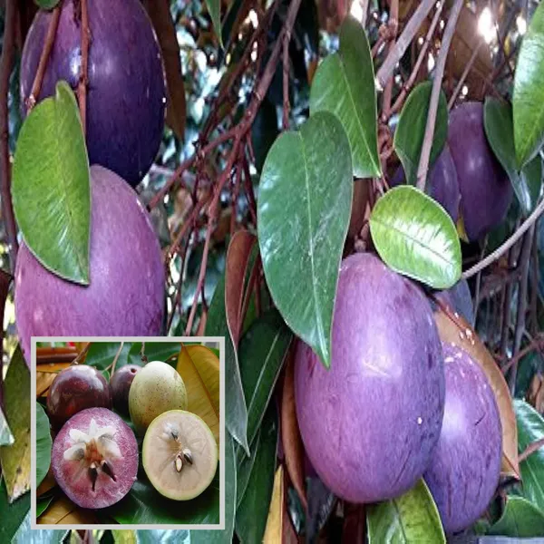 Star_Apple_Milk_Fruit_Plants