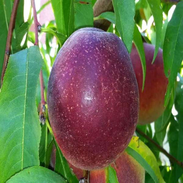 Star_Apple_Milk_Fruit_Plants