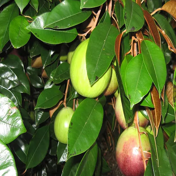 Star_Apple_Milk_Fruit_Plants