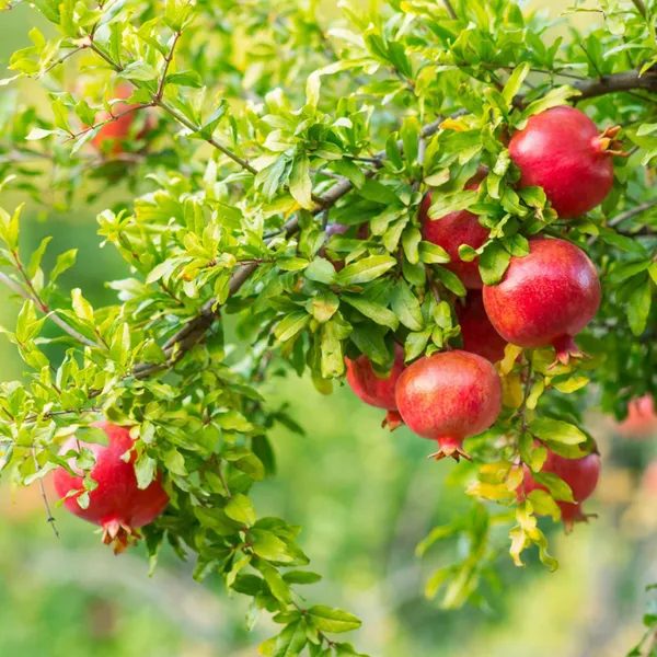 Gm2_Pomegranate_Anar_Layering_Grafted_Fruit_Plant