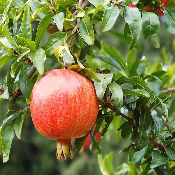 Gm2_Pomegranate_Anar_Layering_Grafted_Fruit_Plant