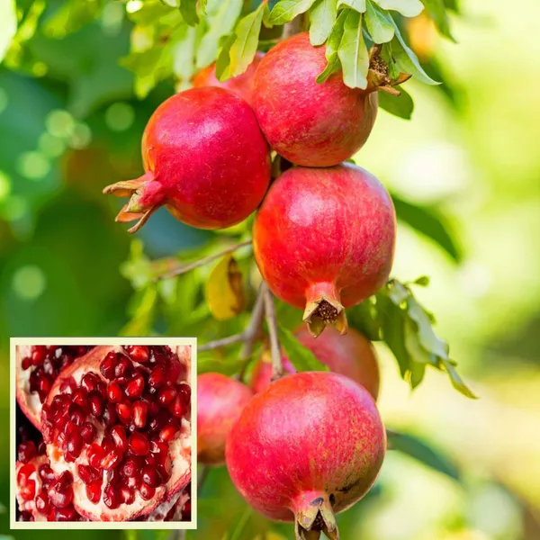 Gm2_Pomegranate_Anar_Layering_Grafted_Fruit_Plant