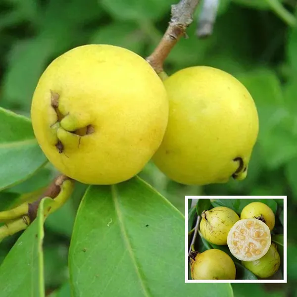 Yellow_Strawberry_Guava_Amrood_Layering_Grafted_Fruit_Plant