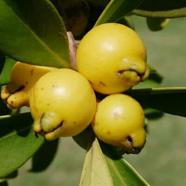 Yellow_Strawberry_Guava_Amrood_Layering_Grafted_Fruit_Plant