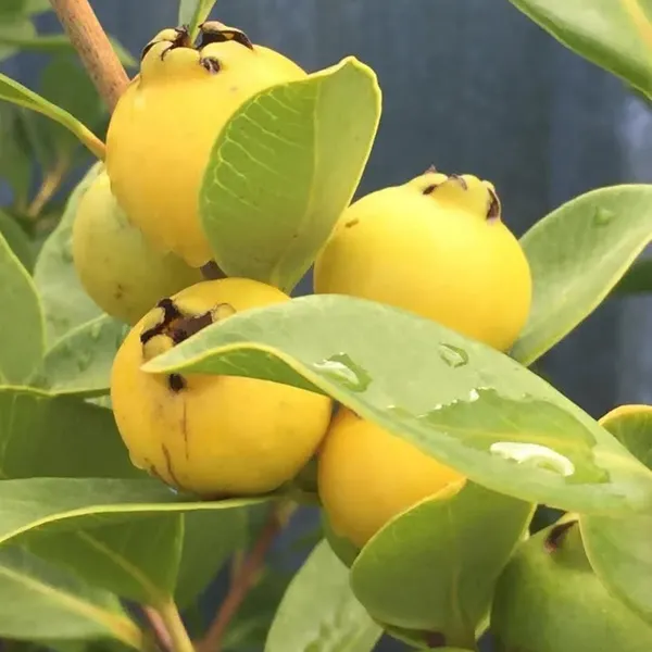 Yellow_Strawberry_Guava_Amrood_Layering_Grafted_Fruit_Plant