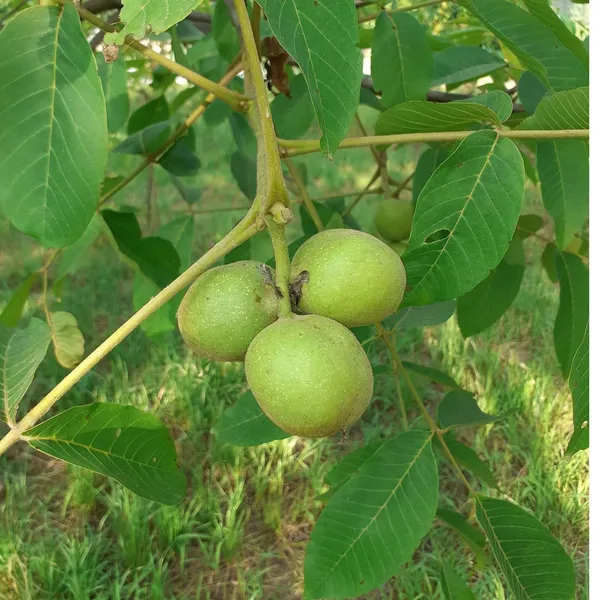 Walnuts_Akhrot_Grafted_Fruit_Plant