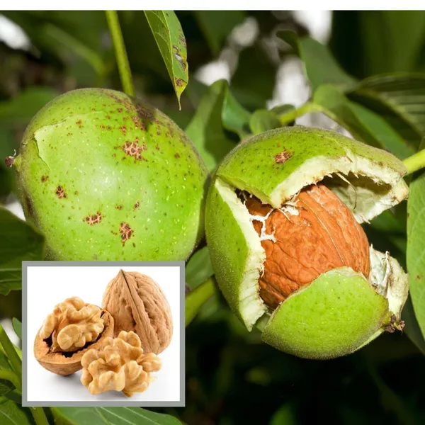 Walnuts_Akhrot_Grafted_Fruit_Plant