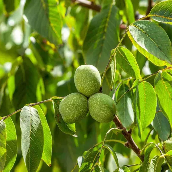 Walnuts_Akhrot_Grafted_Fruit_Plant