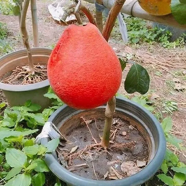 Red_Pomelo_Grapefruit_Jambura_Giant_Chakotra_Batabi_Lebu_Kambili_Naranga_Grafted_Fruit_Plant