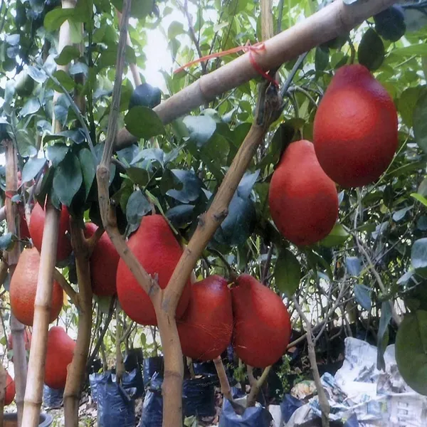 Red_Pomelo_Grapefruit_Jambura_Giant_Chakotra_Batabi_Lebu_Kambili_Naranga_Grafted_Fruit_Plant