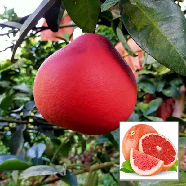 Red_Pomelo_Grapefruit_Jambura_Giant_Chakotra_Batabi_Lebu_Kambili_Naranga_Grafted_Fruit_Plant