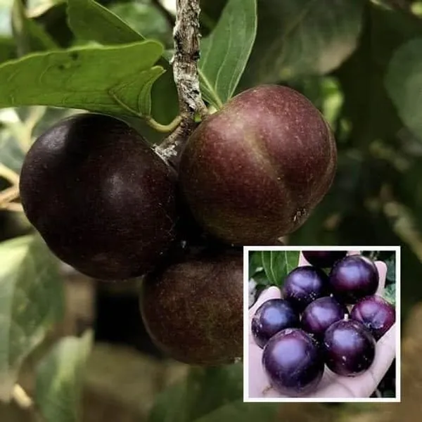 Manila_Tennis_Ball_Cherry_Cherries_Grafted_Fruit_Plant