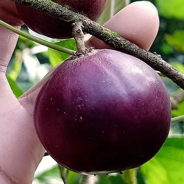 Manila_Tennis_Ball_Cherry_Cherries_Grafted_Fruit_Plant