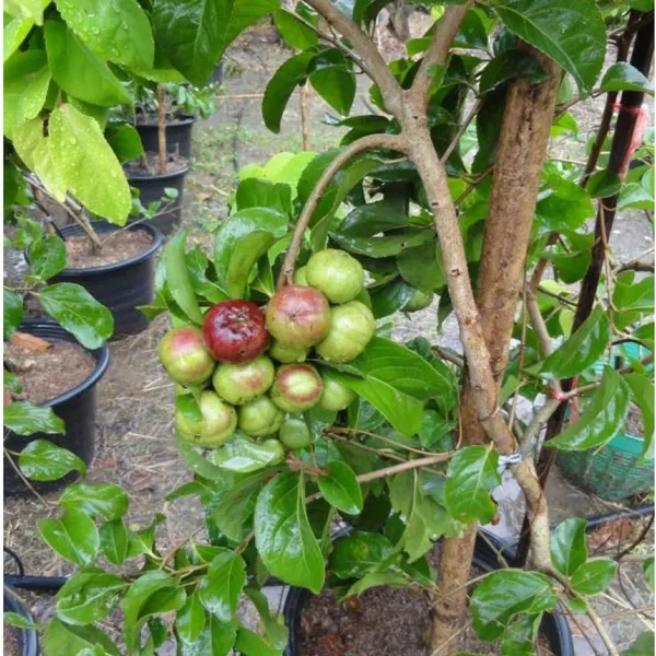 Manila_Tennis_Ball_Cherry_Cherries_Grafted_Fruit_Plant