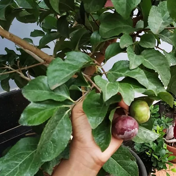 Manila_Tennis_Ball_Cherry_Cherries_Grafted_Fruit_Plant