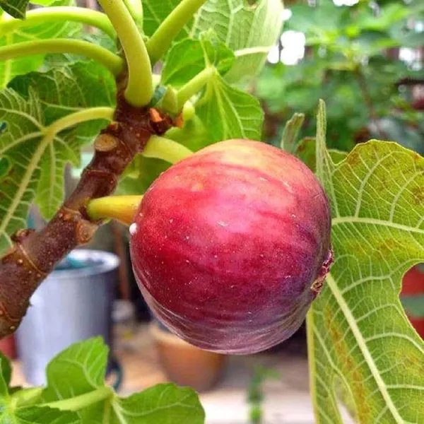 Red_Israel_Khurtmani_Fig_Anjeer_Layering_Grafted_Fruit_Plant