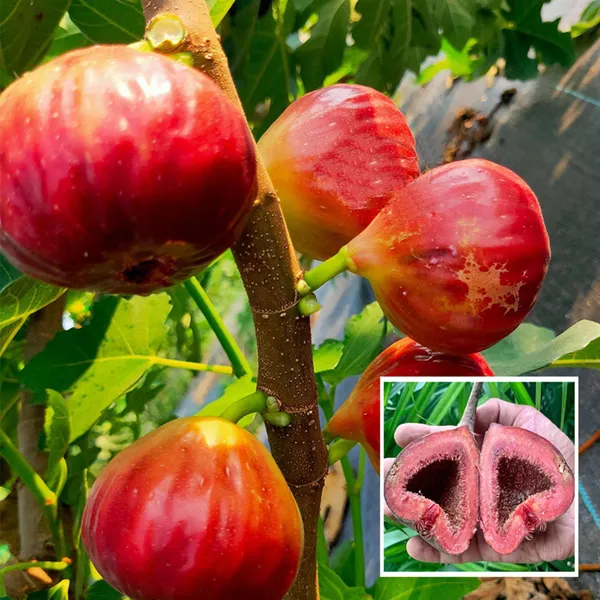 Red_Israel_Khurtmani_Fig_Anjeer_Layering_Grafted_Fruit_Plant