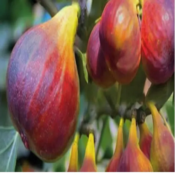 Red_Israel_Khurtmani_Fig_Anjeer_Layering_Grafted_Fruit_Plant
