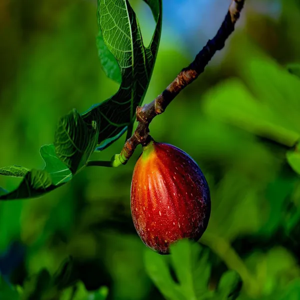 Red_Israel_Khurtmani_Fig_Anjeer_Layering_Grafted_Fruit_Plant