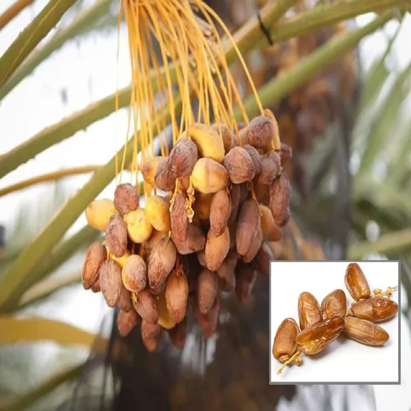 Amber_Dates_Palm_Arabian_Khurma_Khajur_Dwarf_Fruit_Plant