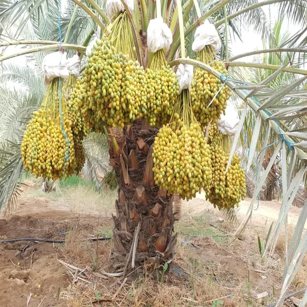 Amber_Dates_Palm_Arabian_Khurma_Khajur_Dwarf_Fruit_Plant