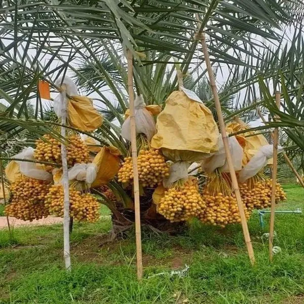Amber_Dates_Palm_Arabian_Khurma_Khajur_Dwarf_Fruit_Plant